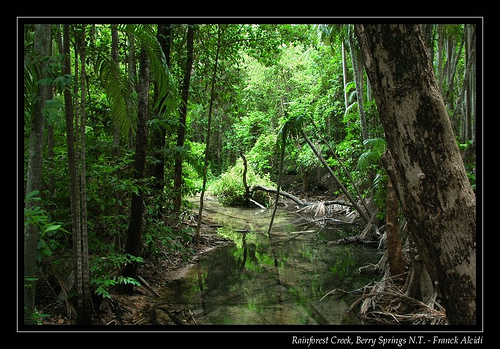 The Tropical Rainforest Ecosystem | Ecodan's Blog
